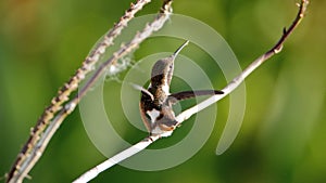 White-bellied woodstar perched on an orchid