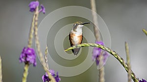 White-bellied woodstar on a porterweed plant