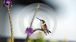 White-bellied woodstar on a porterweed plant