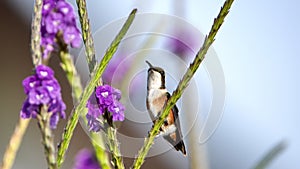 White-bellied woodstar on a porterweed plant