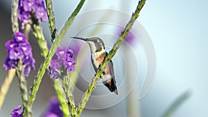 White-bellied woodstar on a porterweed plant