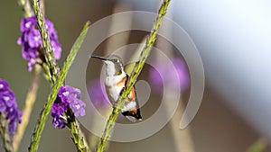 White-bellied woodstar on a porterweed plant