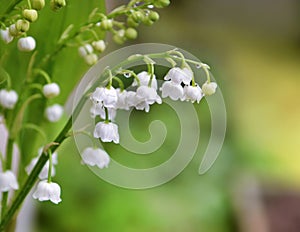 white bells of pretty bouquet of fresh lily-of-the-valley