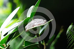 white belly reed frog on a leaf