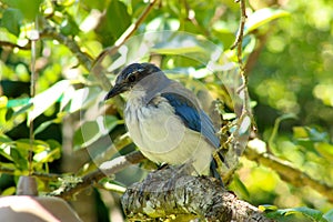 White Belly Scrub Jay Pear Tree 09