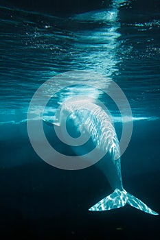 White Beluga Whale