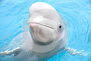 A white Beluga Whale