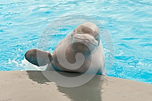 White beluga whale