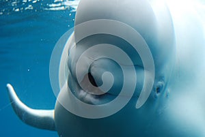 White Beluga Whale With His Mouth Open