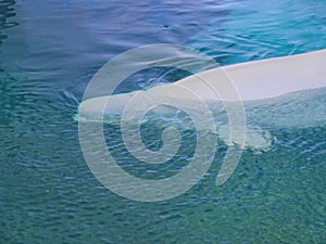 A white Beluga whale swimming