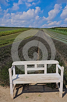 White Bench in front of Lavender Field in Moravia