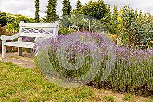 White bench in the garden between purple lavender