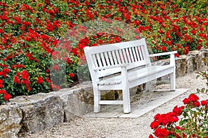 White bench in a red rose garden