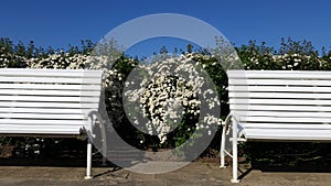 White Bench And Warm Sunny