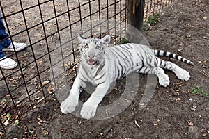 White bengal baby tiger