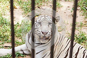 White Bengal tiger