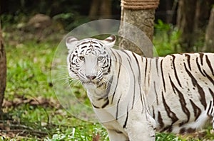 White Bengal tiger