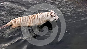 White Bengal Tiger