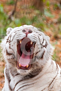 White Bengal Tiger