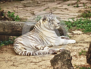 White Bengal Tiger