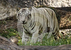 A white bengal tiger