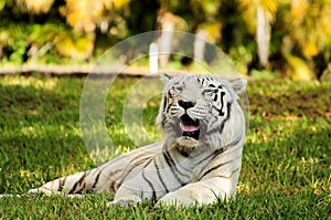 White Bengal tiger