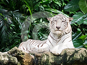 White bengal tiger