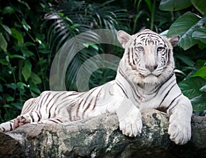 White bengal tiger