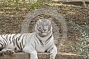 White bengal tiger