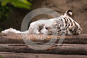 White Bengal Tiger