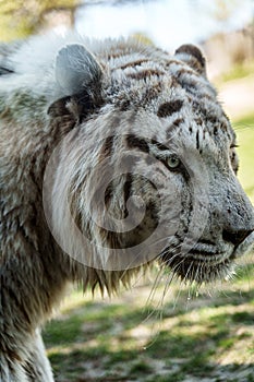 White bengal tiger. Beautiful big cat with blue eyes and pink nose.