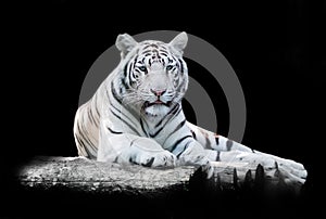 White the Bengal tiger photo