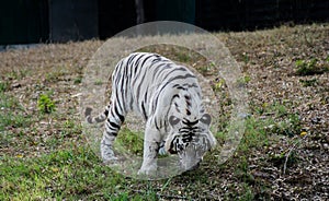 White Bengal Tiger or bleached tiger zoo.