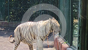 White Bengal Tiger in Cage. Wild Asian Animal in Zoo