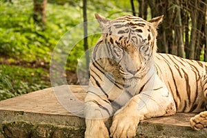 White bengal tiger close up, closed his eyes and almost sleepy