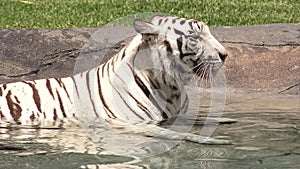 White Bengal Tiger in cooling down in water