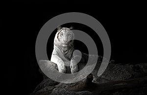 White bengal tiger