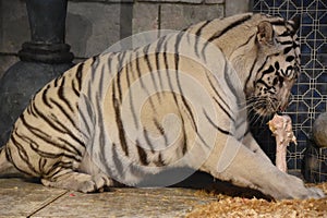 White Bengal Tiger at Downtown Aquarium, in Houston, Texas