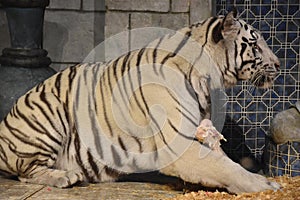 White Bengal Tiger at Downtown Aquarium, in Houston, Texas