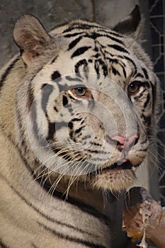 White Bengal Tiger at Downtown Aquarium, in Houston, Texas