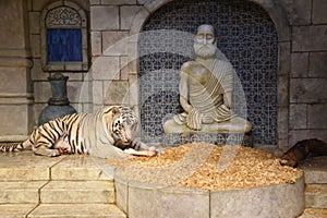 White Bengal Tiger at Downtown Aquarium, in Houston, Texas