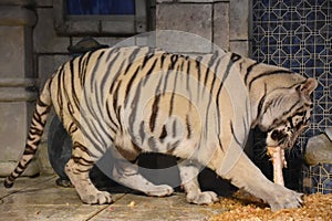 White Bengal Tiger at Downtown Aquarium, in Houston, Texas