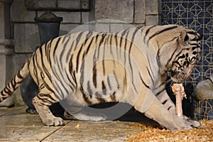 White Bengal Tiger at Downtown Aquarium, in Houston, Texas