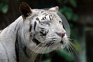 White Bengal Tiger face view