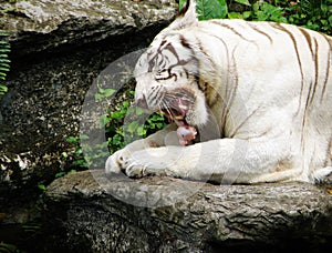 White Bengal Tiger feeding on meat