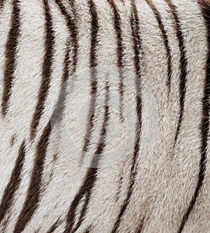White bengal tiger fur