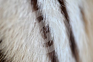 White bengal tiger fur photo