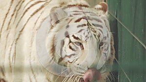 White bengal tiger goes behind bars panthera tigris bengalensis