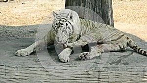 White Bengal Tiger is licking and cleaning its paw and leg