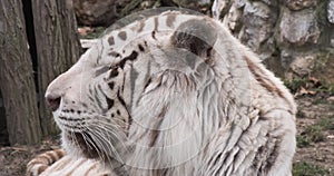 A white Bengal tiger lies on a grass in the zoo